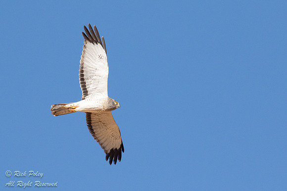 Male Northern Harrier (Circus cyaneus) in Flight, NM