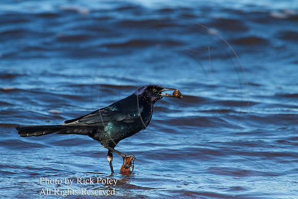 Male Boat-tailed Grackle with Snail