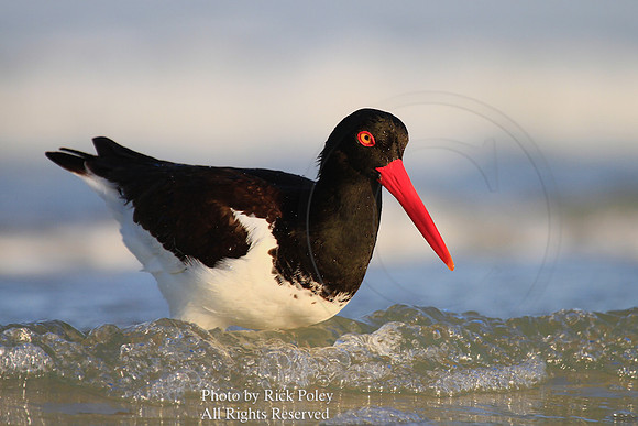 American Oystercatcher in Surf
