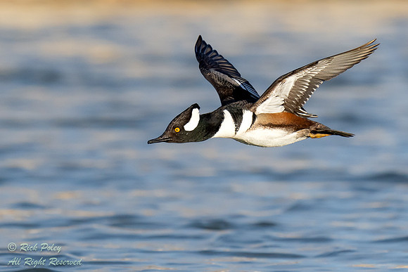 Incoming Drake Hooded Merganser (Lophodytes cucullatus), NM
