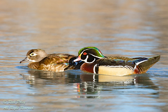 Hen & Drake Wood Ducks (Aix sponsa) Posturing,  NM