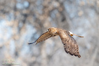 Northern Harrier (Circus cyaneus) in Flight, NM