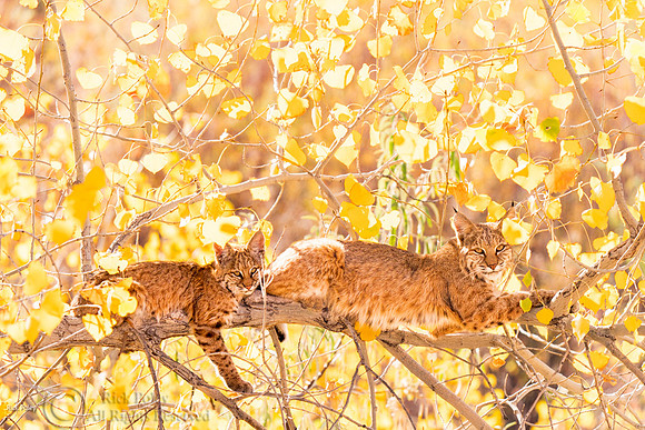 Bobcat Family in & Autumn Cottonwood, NM