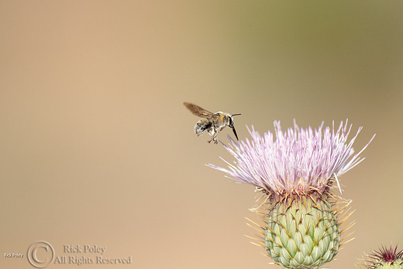 Foraging Native Bee, NM