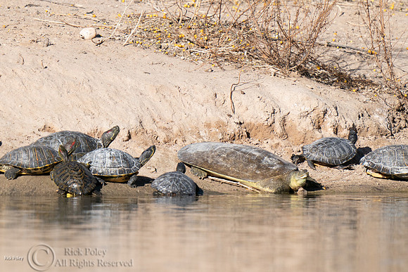 Sunning Turtles, NM