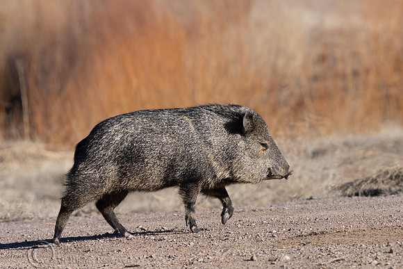 Javelina , NM