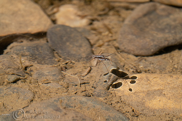Pond Skater or Water Skimmer, CO