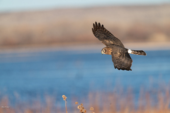 Flying Female Northern Harrier, NM