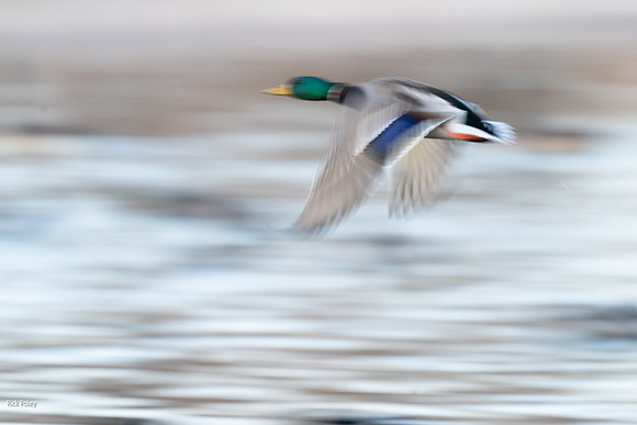 Drake Mallard Motion Biur