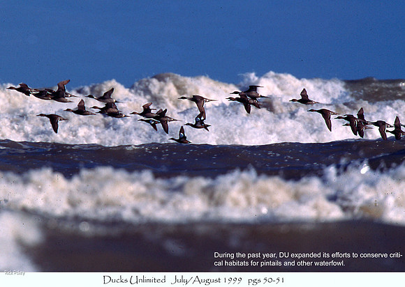 Northern Pintail Flock Along Surfline