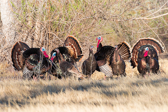 Displaying Tom Turkeys (Meleagris gallopavo) Flock