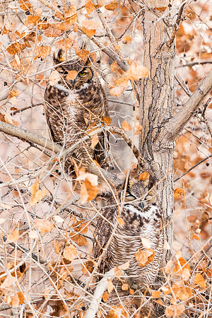 Pair of Great Horned Owls, NM