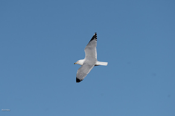 Banking Ring-billed Gull (Larus delawarensis)