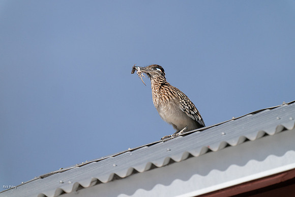 Greater Roadrunner With Lizard, NM