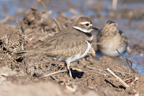 Killdeer (Charadrius vociferus) & Wilson's Snipe (Gallinago delicata)