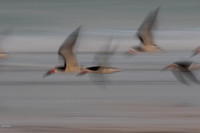 Flying Black Skimmer (Rynchops niger) Motion Blur