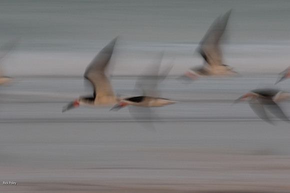 Flying Black Skimmer (Rynchops niger) Motion Blur
