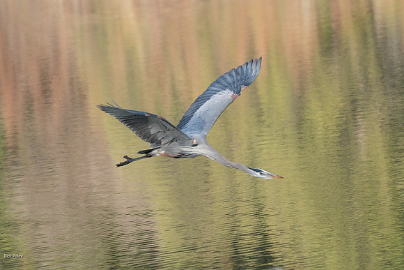 Great Blue Heron (Ardea herodias) in Flight