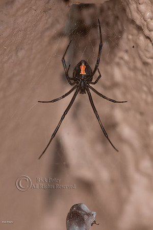 Black Widow Spider (Latrodectus hesperus)",  NM