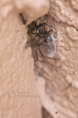 Black Widow Spider (Latrodectus hesperus) With Prey