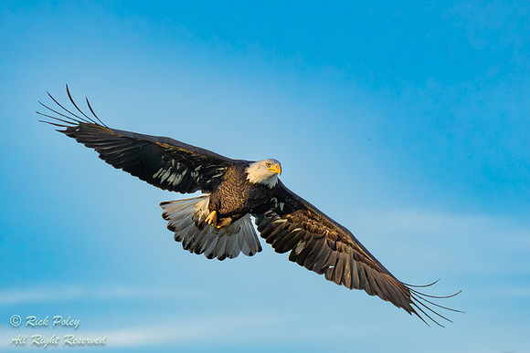 Incoming Bald Eagle (Haliaeetus leucocephalus) in Flight, NM