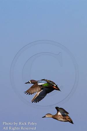 Drake & hen Blue-winged Teal in Flight