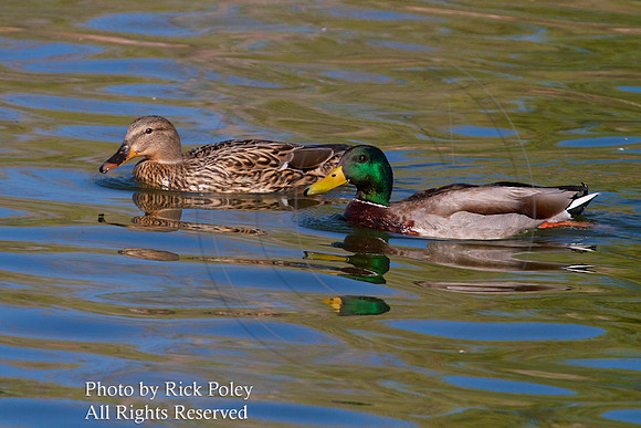 Drake& Hen Mallards