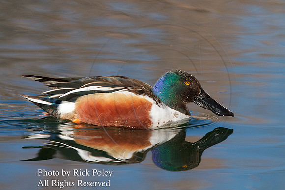 Drake Northern Shoveler with Breeding Plumage