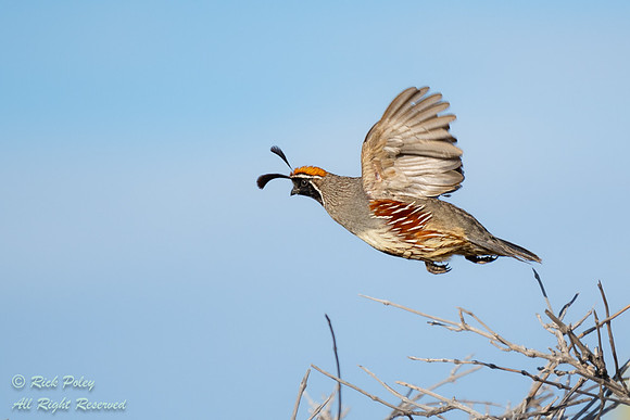 Male Gambel's Quail (Callipepla gambelii) Taking Flight, NM