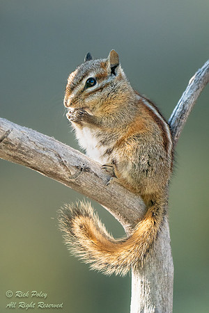Least chipmunk (Tamias minimus), CO