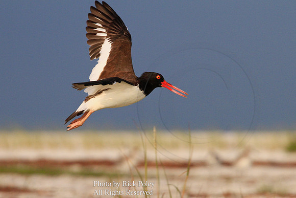 American Oystercatcher (Haematopus palliatus) Flying