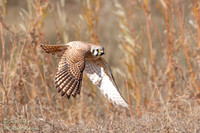 Female American Kestrel (Falco sparverius) Catches a Cricket, NM