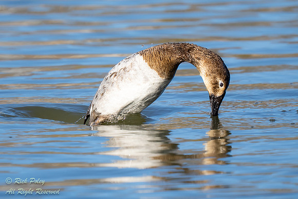 Juvenile Canvasback (Aythya valisineria) Diving, NM