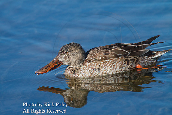 First Year Male Northern Shoveler