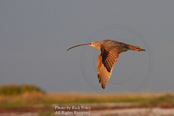 Long-billed Curlew (Numenius americanus) in Flight