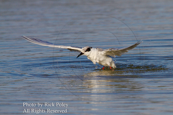 Bathing Forster's Tern (Sterna forsteri) Taking Wing