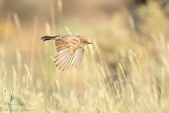 Say's Phoebe (Sayornis saya) in Flight, NM