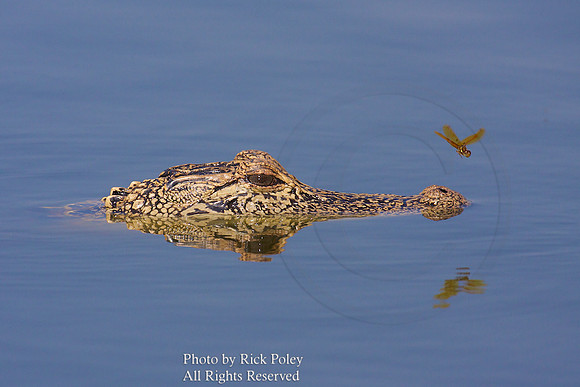 American Alligator (Alligator mississippiensis) & Dragonfly