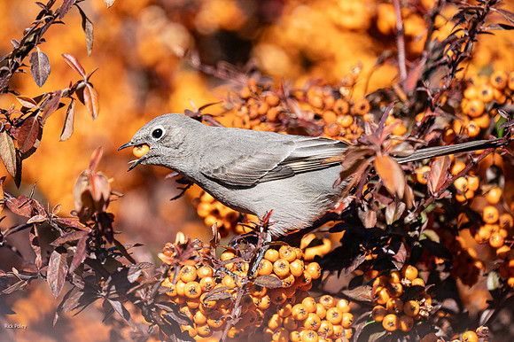 Townsend's Solitaire (Myadestes townsendi) Feeding on Orange Berries (Pyracantha species)