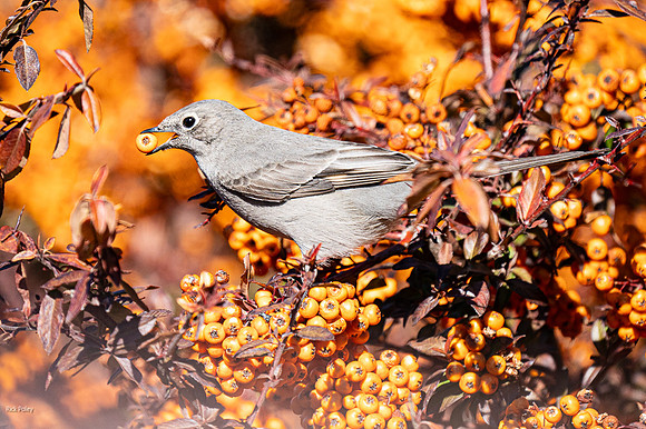 Townsend's Solitaire (Myadestes townsendi) Feeding on Orange Berries  (Pyracantha species)