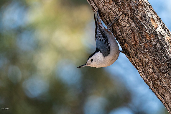 White-breasted Nuthatch (Sitta carolinensis)
