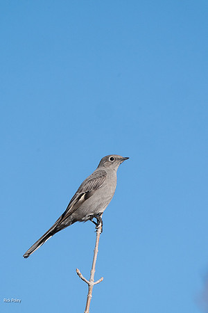 Townsend's Solitaire (Myadestes townsendi)