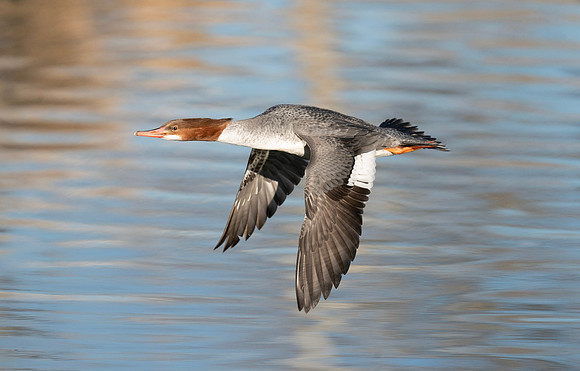 Red-Breasted Merganser (Mergus serrator)