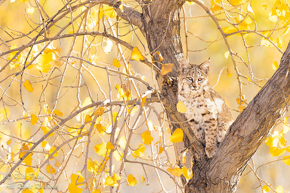 Bobcat (Lynx rufus) Cub in Cottonwood Tree, NM