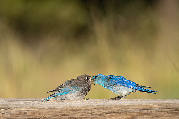 Male Mountain Bluebird (Sialia currucoides) Feeding Juvenile