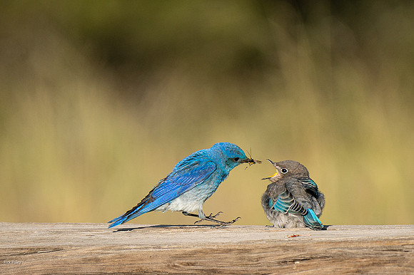 Male Mountain Bluebird (Sialia currucoides) Feeding Juvenile