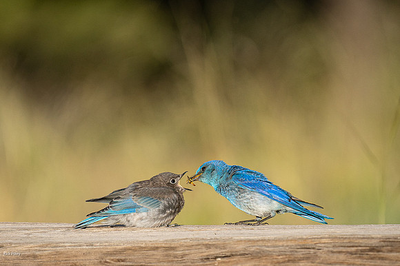 Male Mountain Bluebird (Sialia currucoides) Feeding Juvenile