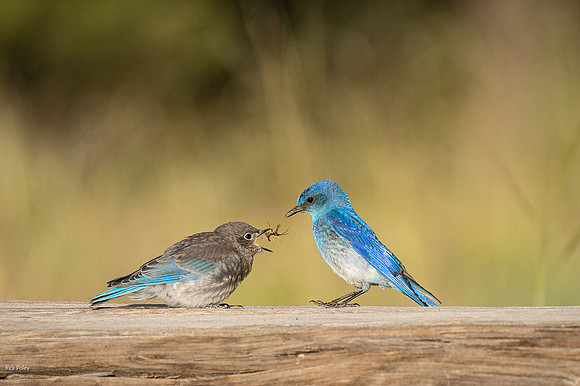 Male Mountain Bluebird (Sialia currucoides) Feeding Juvenile