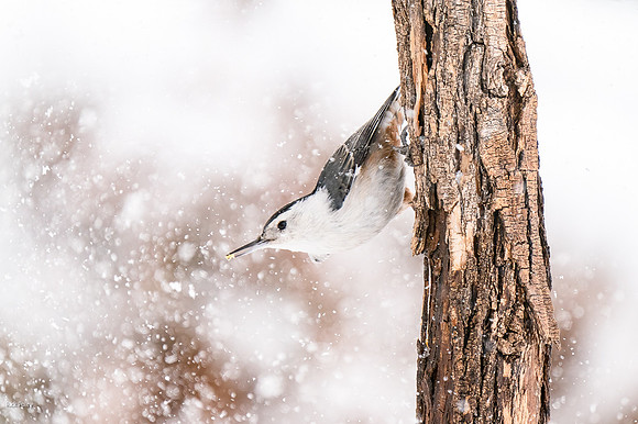 White-breasted Nuthatch (Sitta carolinensis) in Snow
