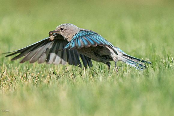 Female Mountain Bluebird (Sialia currucoides) With Caterpillar,